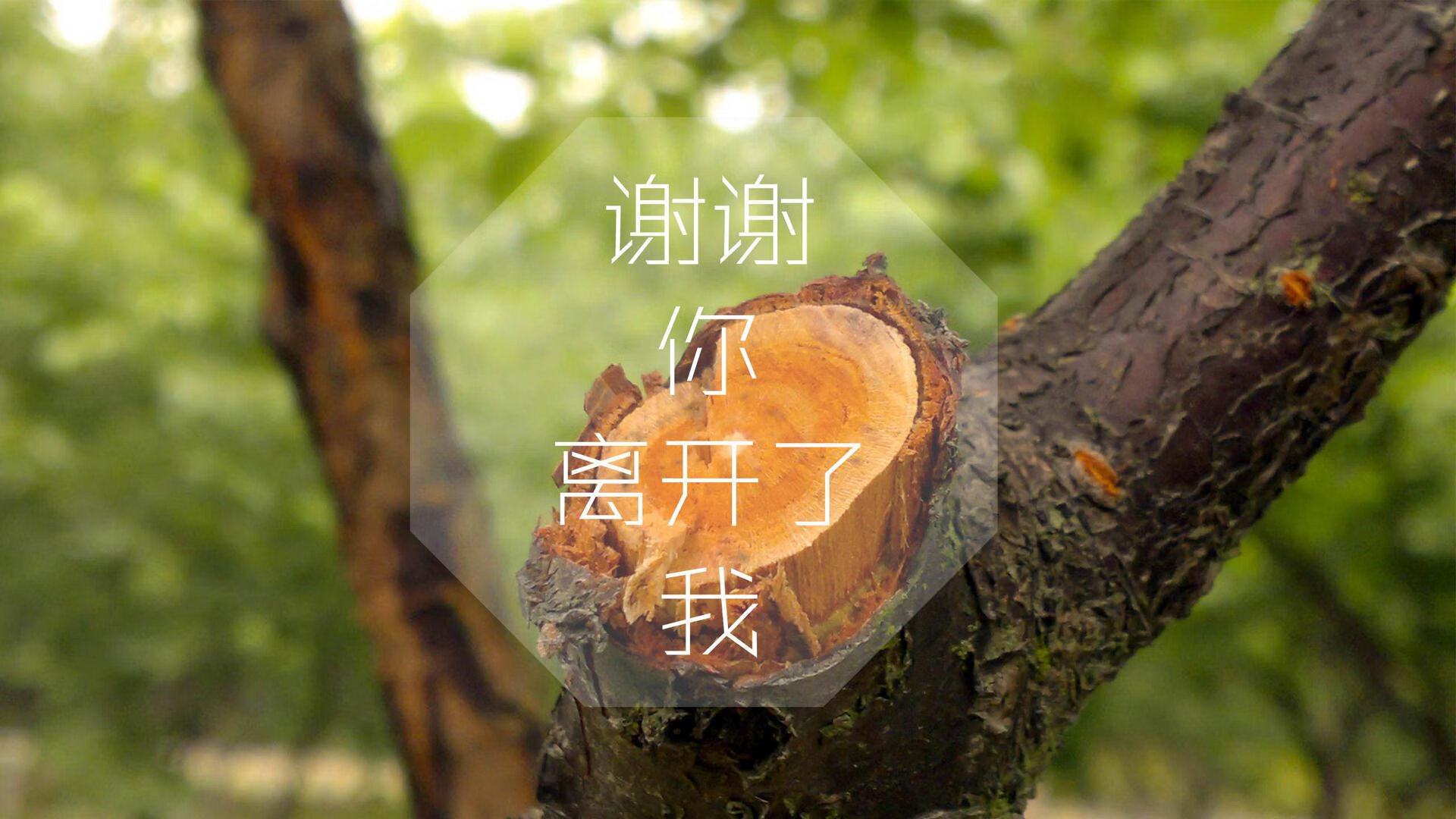 潜力新人：未来五年最值得关注的“黑马新秀”，潜力股和黑马是一个意思吗